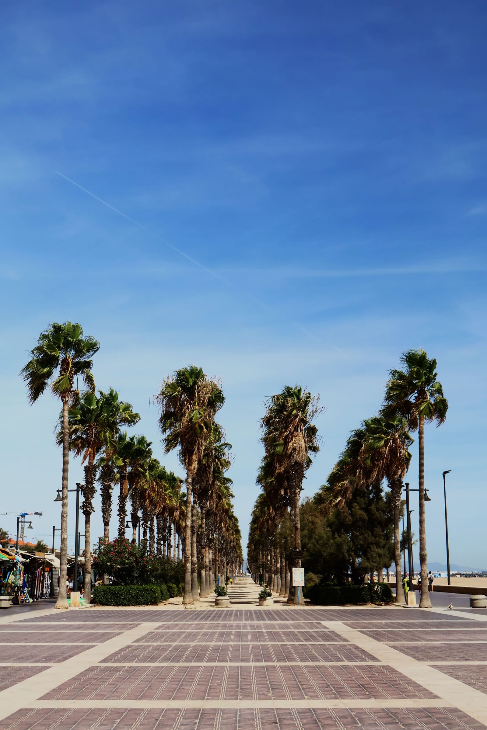 Paseo soleado de Valencia bordeado de palmeras
